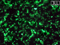 GenJet™ In Vitro DNA Transfection Reagent for 3LL Cells – GFP transfection in 3LL cells