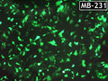 GenJet™ In Vitro DNA Transfection Reagent for MDA-MB231 Cells – GFP transfection in MDA-MB-231 cells