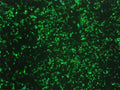 GenJet™ In Vitro DNA Transfection Reagent for MDCK Cells – GFP transfection in MDCK cells