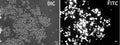 GenJet™ In Vitro DNA Transfection Reagent for Neuro-2A Cells – GFP transfection in Neuro2A cells