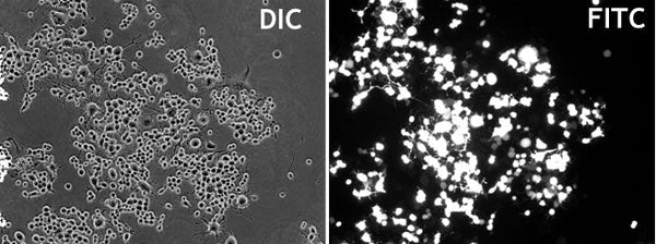 GenJet™ In Vitro DNA Transfection Reagent for Neuro-2A Cells – GFP transfection in Neuro2A cells