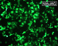 GenJet™ In Vitro DNA Transfection Reagent for NMuMG Cells – GFP transfection in NMuMG cells