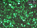 GenJet™ In Vitro DNA Transfection Reagent for U2OS Cells – GFP transfection in U2OS cells