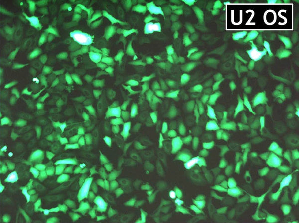 GenJet™ In Vitro DNA Transfection Reagent for U2OS Cells – GFP transfection in U2OS cells