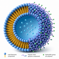 GenJet™ In Vitro siRNA Transfection Reagent (Ver. II) – liposome-polymer hybrid structure illustration