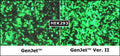 GenJet™ In Vitro DNA Transfection Reagent (Ver. II) – GFP transfection vs original GenJet™ in 293T and HeLa cells