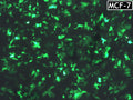 GenJet™ In Vitro DNA Transfection Reagent for MCF-7 Cells – GFP transfection in MCF-7 cells