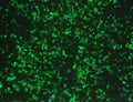 GenJet™ In Vitro DNA Transfection Reagent for MEFs – GFP transfection in mouse embryonic fibroblasts (MEFs)