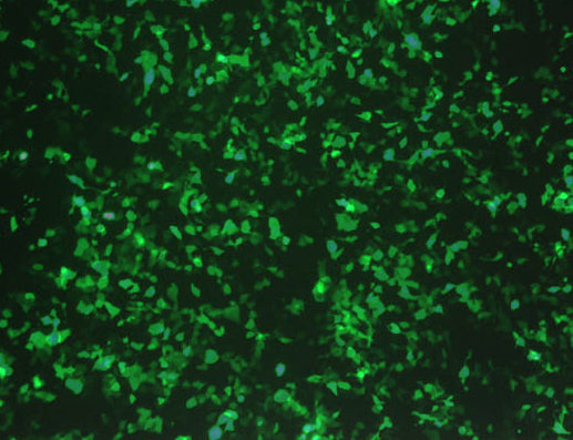 GenJet™ In Vitro DNA Transfection Reagent for MEFs – GFP transfection in mouse embryonic fibroblasts (MEFs)