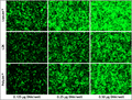 LipoJet™ In Vitro Transfection Kit (Ver. II) – GFP transfection in HEK293T cells vs Lipofectamine 2000 and PolyJet™