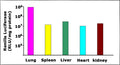 PepJet™ In Vivo DNA Transfection Reagent – Renilla luciferase in mouse lung, liver, spleen and kidney after systemic delivery