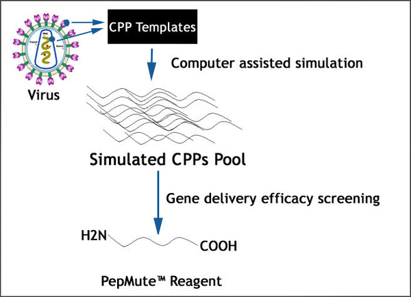 PepMute™ siRNA Transfection Reagent – peptide design workflow from viral CPP templates