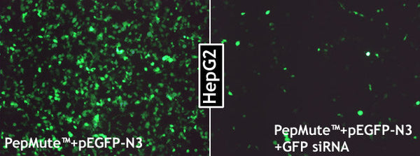 PepMute™ Plus siRNA Transfection Reagent – GFP siRNA knockdown of co-transfected GFP in HepG2 cells