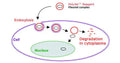 PolyJet™ In Vitro DNA Transfection Reagent – polymer degradation after endocytosis illustration