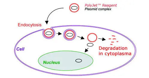 PolyJet™ In Vitro DNA Transfection Reagent – polymer degradation after endocytosis illustration