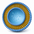 PowerFect™ In Vitro siRNA Transfection Reagent (Ver. II) – liposome structure illustration