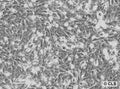 SK-MES-1 cell