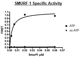 SMURF1, FLAG-tag Recombinant – Figure 1 of 2