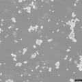 SNU-16 cell