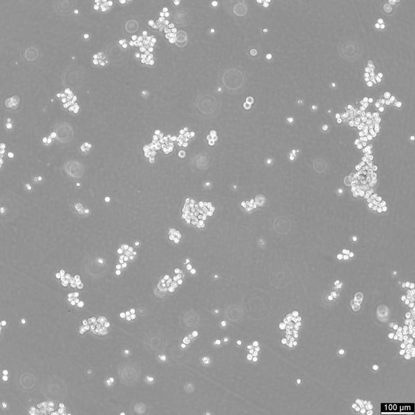 SNU-16 cell
