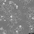 SNU-182 cell