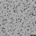 SNU-1 cell