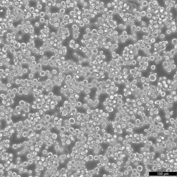 SNU-1 cell