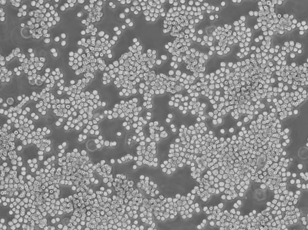 Sp2/0-Ag14 cell