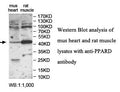 Anti-PPARD Antibody – Figure 1 of 1