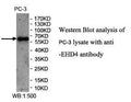 Anti-EHD4 Antibody – Figure 1 of 1