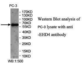 Anti-EHD4 Antibody – Figure 1 of 1