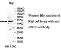 Anti-PREB Antibody – Figure 1 of 1