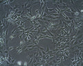STO cell