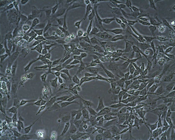 STO cell