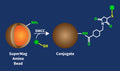 SuperMag Amine Beads Conjugation Kit – Figure 1 of 1