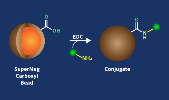SuperMag Carboxyl Beads Conjugation Kit – Figure 1 of 1