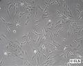SW-1353 cell