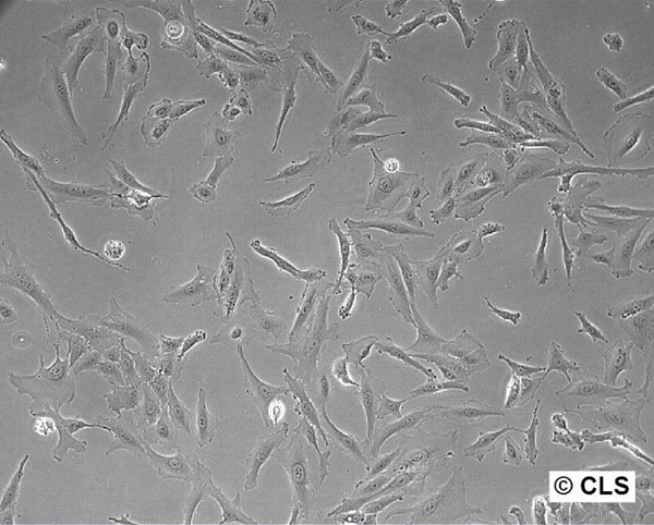 SW-1353 cell