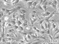 SW-1736 cell