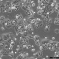 SW-480 cell