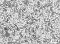 SW-948 cell
