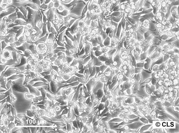 SW-948 cell