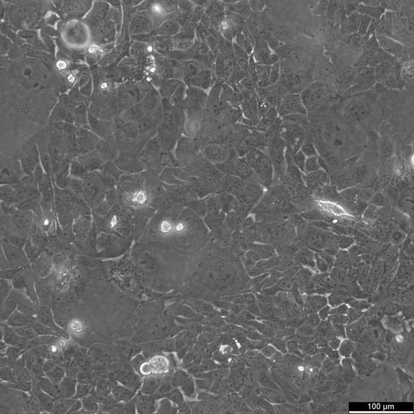 SW 1990 cell