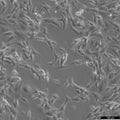 SW-982 cell
