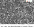 hACE2 Stably Expressing Pancreatic Cell Line (MiaPaCa2.hACE2) | Applied Biological Materials (abm)