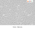 T98G Cells | Applied Biological Materials (abm)
