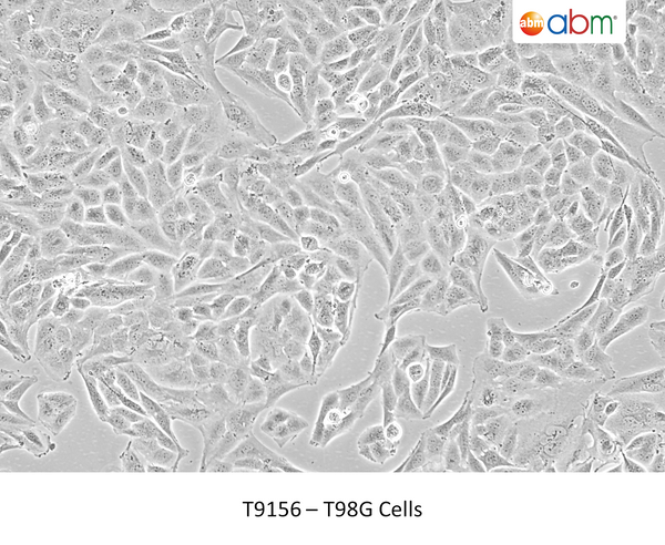 T98G Cells | Applied Biological Materials (abm)
