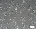 T47D cell