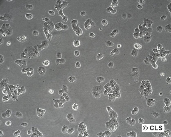 T47D cell