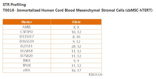 Immortalized Human Cord Blood Mesenchymal Stromal Cells (cbMSC-hTERT) | Applied Biological Materials (abm)